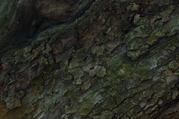 Деревянная Кора Сказочные Узоры Тонкие Трещины Стволе Лесного Растения Обои — стоковое фото