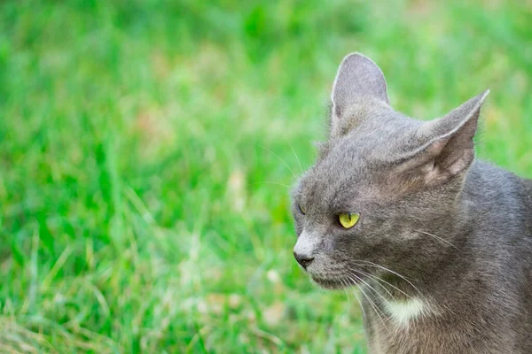 かわいいと動物の緑の草の概念の背景にプロファイルで鮮やかな黄色の目を持つ灰色の猫の肖像画 — ストック写真