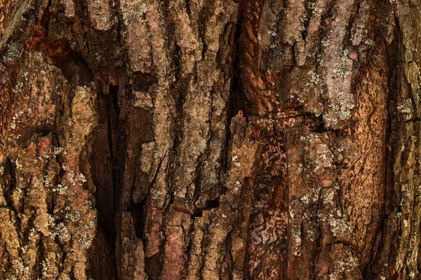 Textura Árbol Viejo Con Una Gran Grieta Corteza Primer Plano —  Fotos de Stock