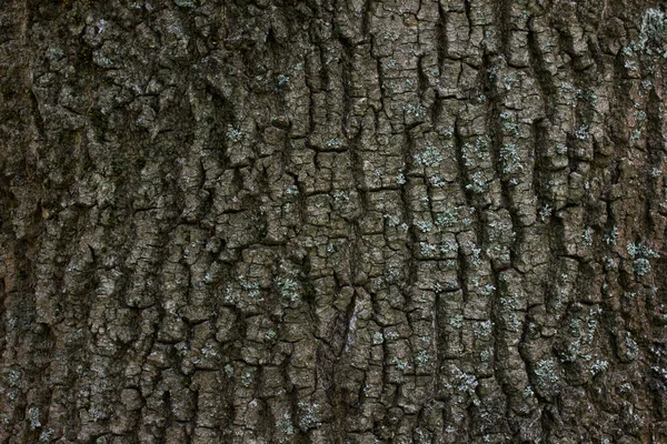 Υφή Ενός Κορμού Δέντρο Δάσος Διάφορα Φυσικά Μοτίβα Μορφή Λεπτών — Φωτογραφία Αρχείου