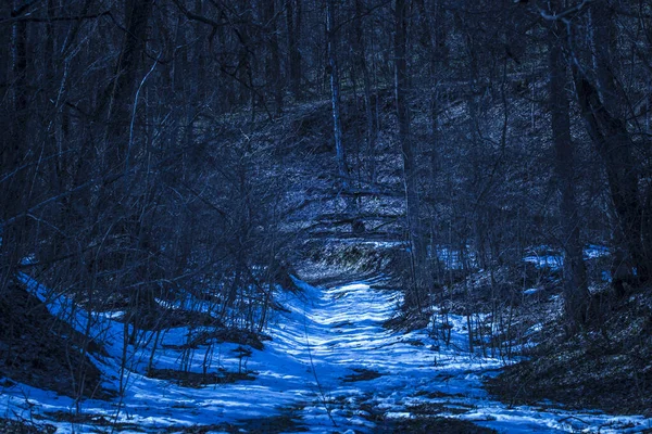 Brillante Camino Cubierto Nieve Bosque Nocturno Misterioso Desierto Nadie Alrededor —  Fotos de Stock