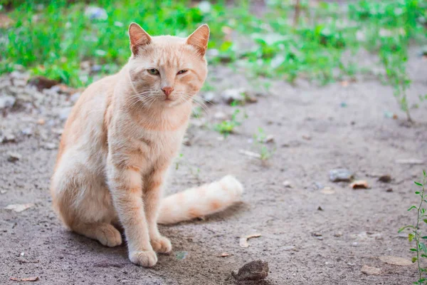 緑の草の概念を背景に地面に座っている赤い猫の肖像画ですかわいいとホームレス — ストック写真