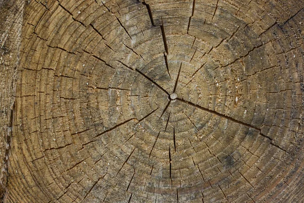 Drewniane Tło Projektowania Żółty Drewniany Krój Naturalnych Wzorów Koncepcji Przyrody — Zdjęcie stockowe