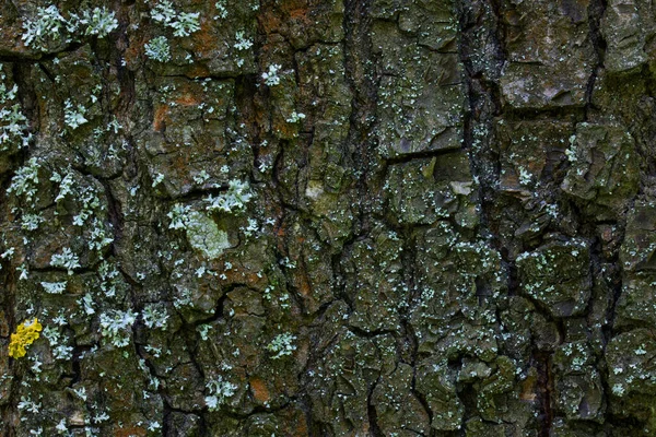 Corteza Árbol Brillante Verde Parduzco Textura Material Forestal Fondo Pantalla — Foto de Stock