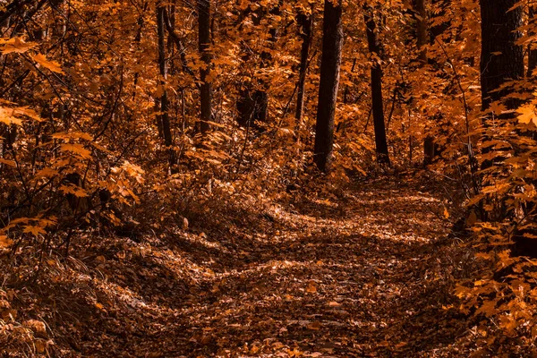 Sentiero Disseminato Fogliame Autunnale Una Misteriosa Foresta Arancione Concetto Natura — Foto Stock