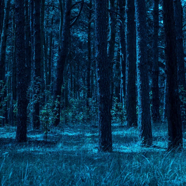 Forêt Lumineuse Mystérieuse Est Éclairée Nuit Par Clair Lune Magnifiquement — Photo