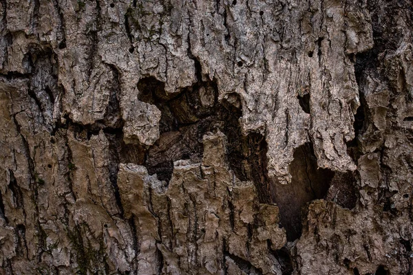 Texture Grigia Misteriosa Tronco Albero Largo Con Una Grande Fessura — Foto Stock