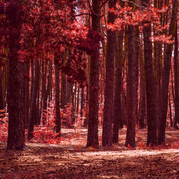 Borový Les Podzim Vypadá Fantasticky Vysoké Stromy Červené Listí Čisté — Stock fotografie