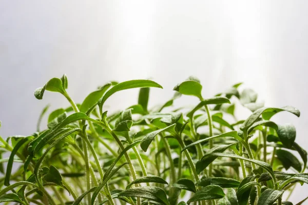Genç domateslerin parlak yeşil filizleri, tarım ve hasat gibi gri bir arka plan konseptine yakın.