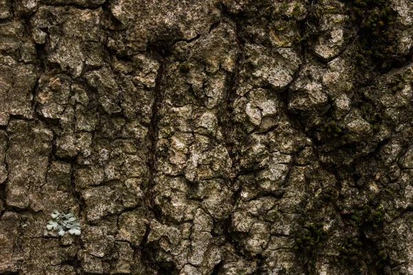 Boomstam Textuur Niet Glad Oppervlak Van Een Bos Plant Close — Stockfoto