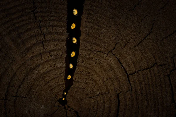 Leuchtend Orangefarbene Augen Von Insekten Funkeln Einem Dunklen Riss Einer — Stockfoto