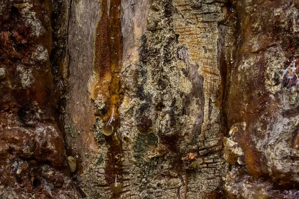 Resina Brillante Cae Sobre Misterioso Fondo Concepto Naturaleza Ambiente Tronco — Foto de Stock