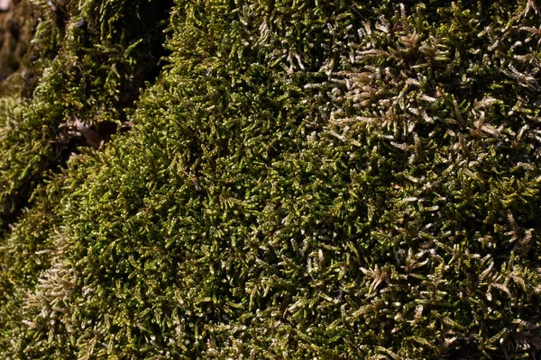Яркая Сказочная Поверхность Зеленый Пушистый Мох Покрывающий Лесное Дерево Крупным — стоковое фото