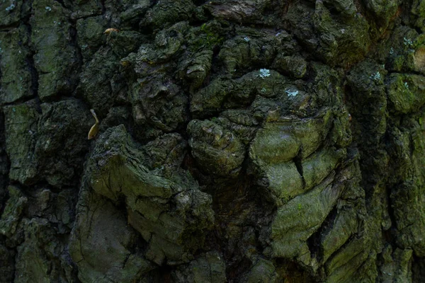 Textura Tronco Árvore Velha Com Superfície Irregular Misteriosas Rachaduras Escuras — Fotografia de Stock