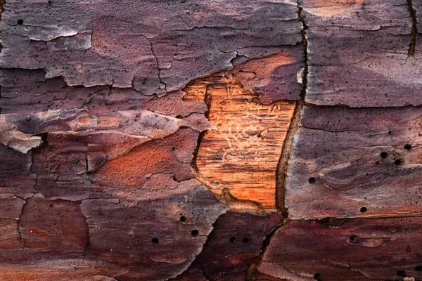 Fascinující Borovicové Dřevo Textura Detailní Wildlife Pozadí Koncept Pro Design — Stock fotografie