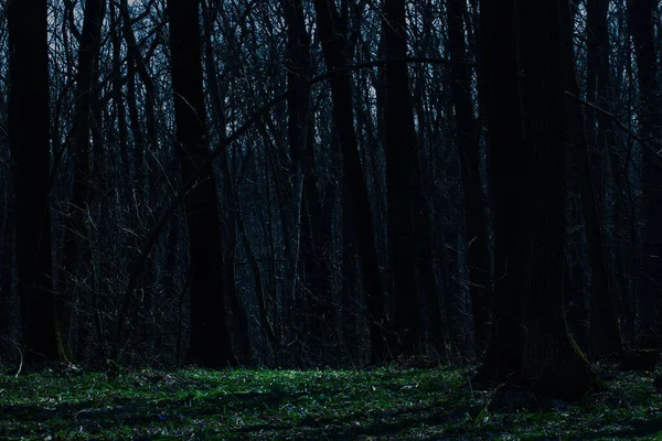 Claro Claro Claro Verde Bosque Nocturno Alto Árboles Misteriosos Concepto — Foto de Stock