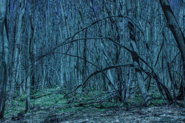 Floresta Noturna Brilhante Fantástica Com Árvores Densamente Crescentes Snowdrops Tirar — Fotografia de Stock