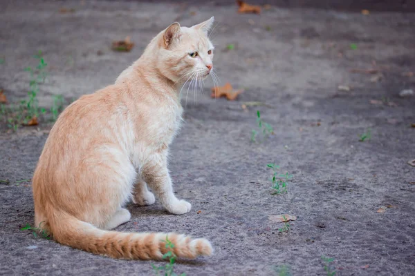 地面に座っている人のプロフィールに悲しい赤い猫の肖像画 — ストック写真