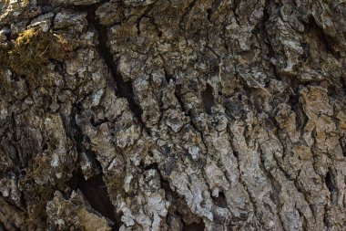 Bir ağacın gri kabuğunun parlak dokusu vahşi yaşam konsepti için doğal desenlere sahip yakın plan.