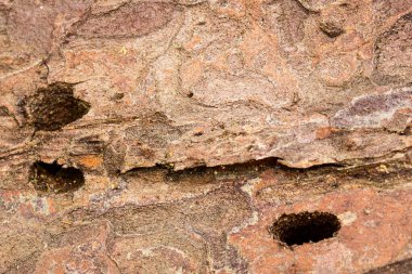 Böcekler tarafından ahşap bir yüzey üzerinde bırakılan delikler çevre ve haşereler kavramına yakın.