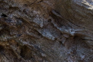 Eski bir ağaç gövdesinin gri gizemli dokusu yaban hayatı tasarım konsepti için pürüzsüz yüzey büyüleyici desenler değil.