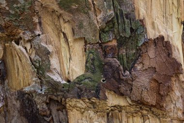Sanayi ve ahşap işçiliği konsepti için çok renkli orman ahşabı ve gövde yakın çekim malzemesinin sanatsal dokusu