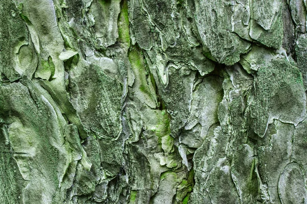 Misteriosa Textura Pinho Casca Que Coberta Com Musgo Verde Perto — Fotografia de Stock