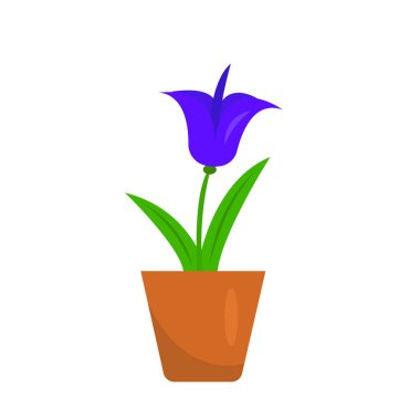 bir saksıda büyüyen mor çiçek beyaz arka plan konsepti olan ev bitkileri ve bahçecilik üzerine