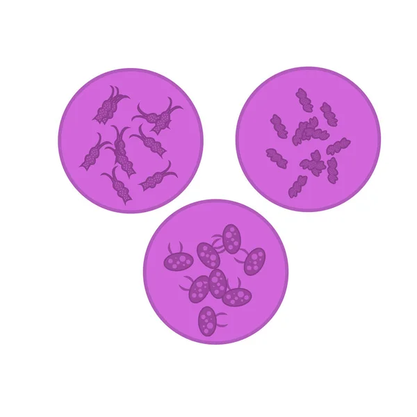 Diferentes Tipos Microorganismos Acercan Concepto Medicina Virus — Archivo Imágenes Vectoriales