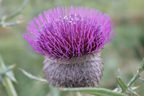 Bakgrund Med Vild Mjölk Tistel Blomma — Stockfoto