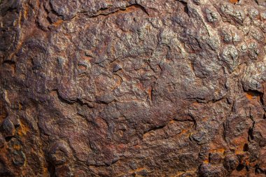 Bir ağaç kabuğuna yakın.