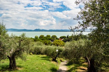 Trasimeno Gölü manzarası Zeytin Koruluğu, Umbria - İtalya