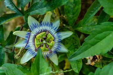 Bahçedeki güzel çiçekler