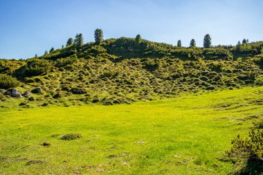 Arkasında bir sürü ağaç olan yeşil çayır.
