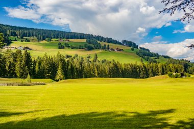 Arkasında ağaçlar olan yeşil çayır