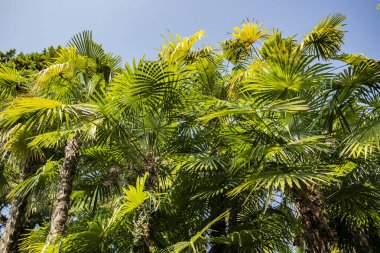 Mavi gökyüzü arkaplanlı palmiye ağacı