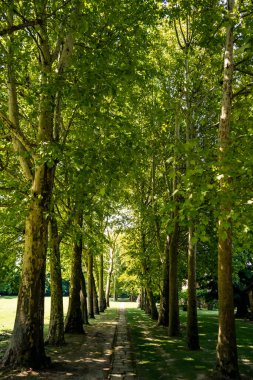 Parkın güzel manzarası