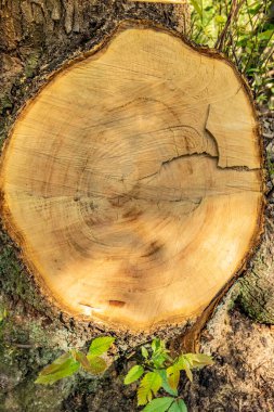 Doğal desenli ahşap doku