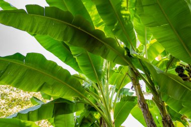 yeşil muz yaprakları