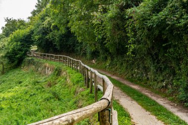 Ormanın güzel manzarası