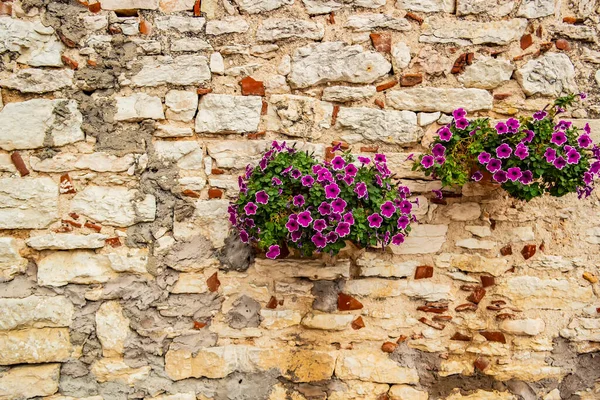 Bellissimi Fiori Sul Muro — Foto Stock