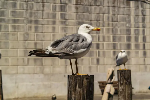 Close Seagull Outdoors — Stock Photo, Image