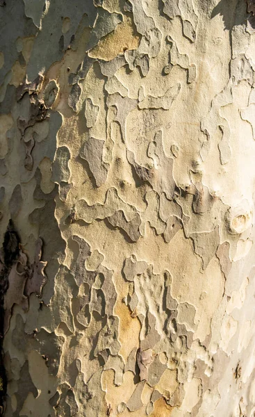 Kamuflaj efektli ağaç kabuğu