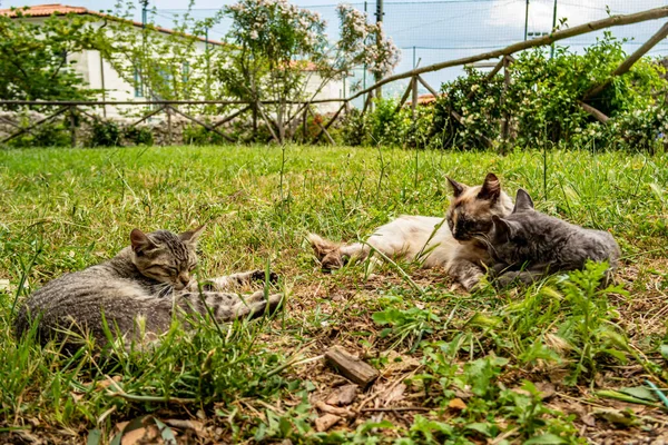 Gato Jardín —  Fotos de Stock