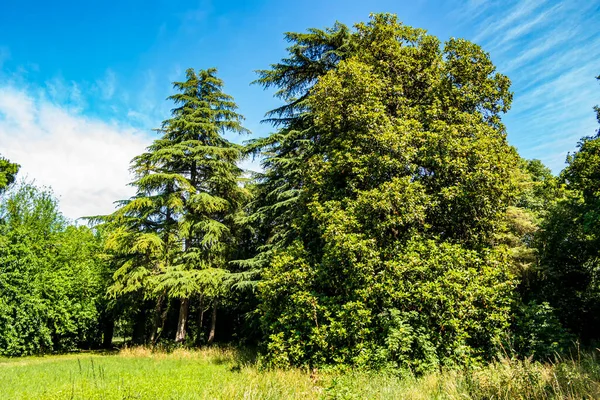 緑の芝生と青空と美しい夏の風景 — ストック写真