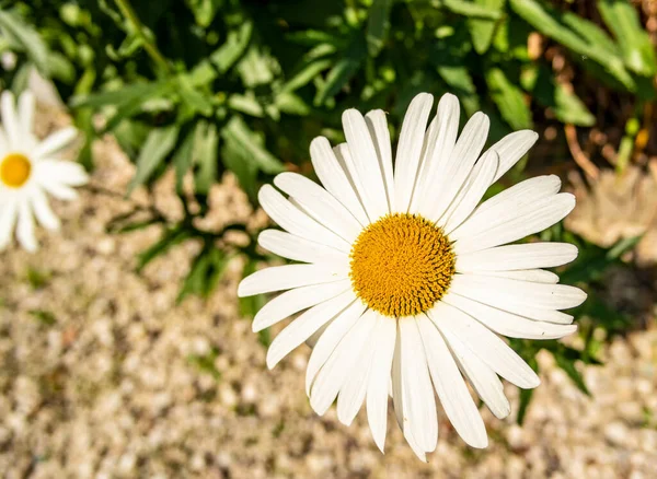 Fleur Marguerite Blanche Dans Jardin — Photo