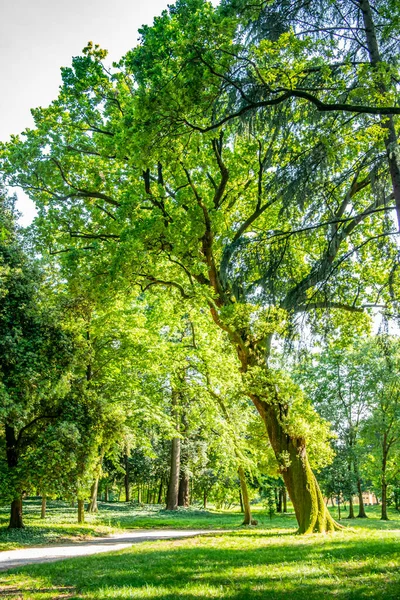 市内の美しい公園は — ストック写真