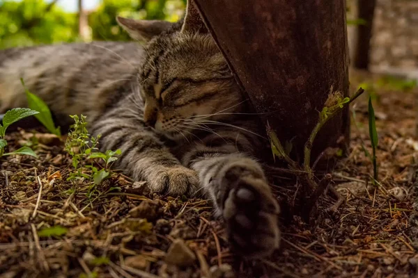 Sokaktaki Kedi — Stok fotoğraf