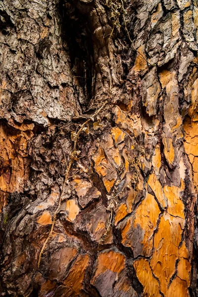 Close Tree Bark — Stock Photo, Image