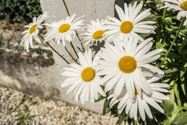 Marguerites Blanches Dans Jardin — Photo